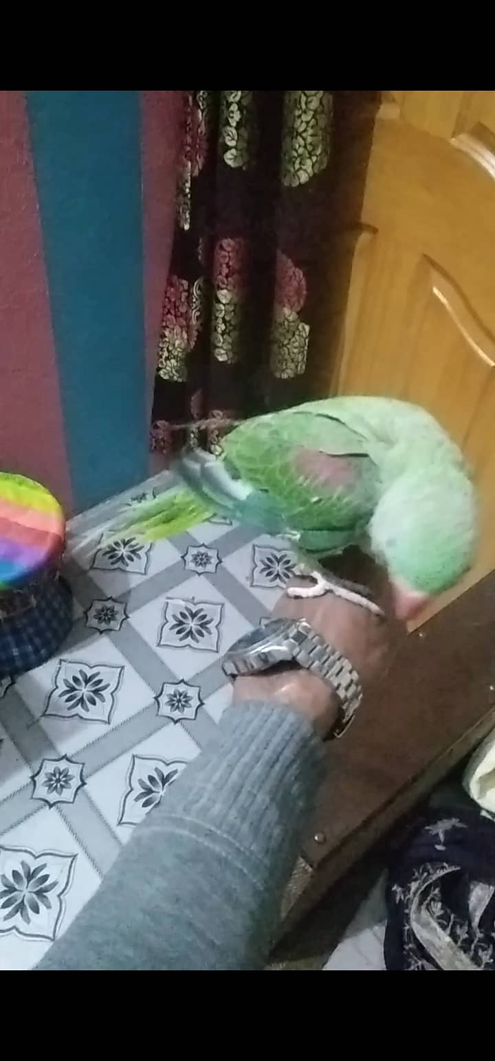 Kashmiri Raw parrot hand tame 13