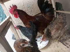 5 Hens Murgiyan For sell