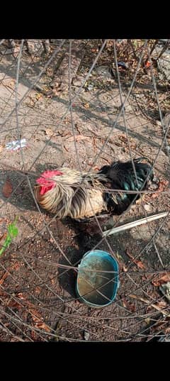 Bantam breeder male