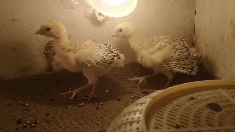 Pair of Turkey Chicks(Pied) 15day old 0