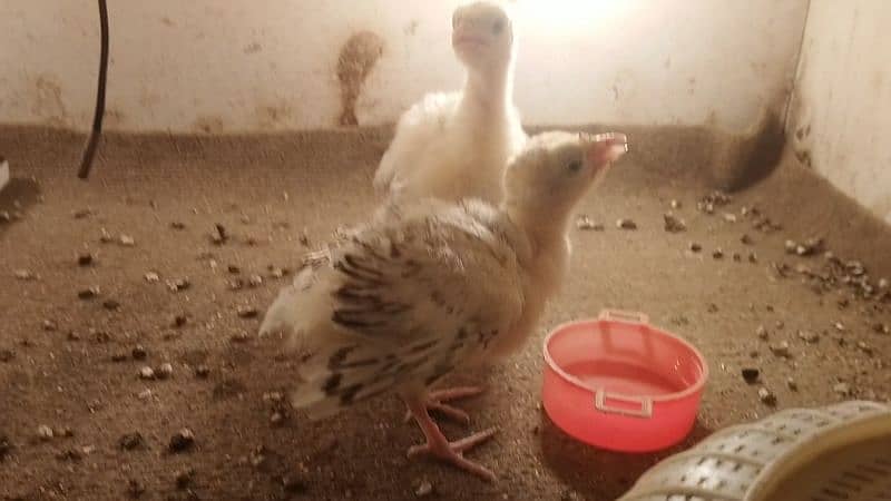 Pair of Turkey Chicks(Pied) 15day old 1