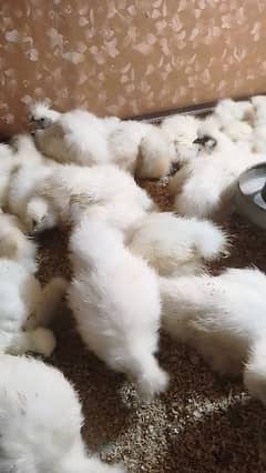 silki difrent age chicks for sale