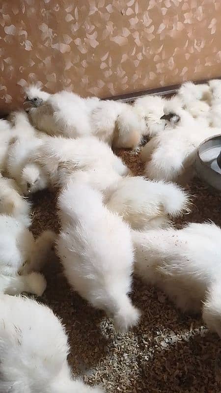 silki difrent age chicks for sale 0