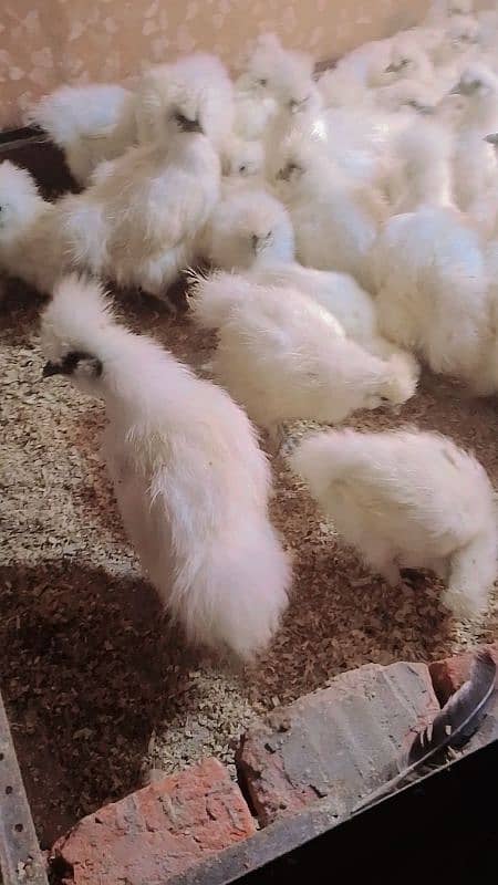 silki difrent age chicks for sale 1