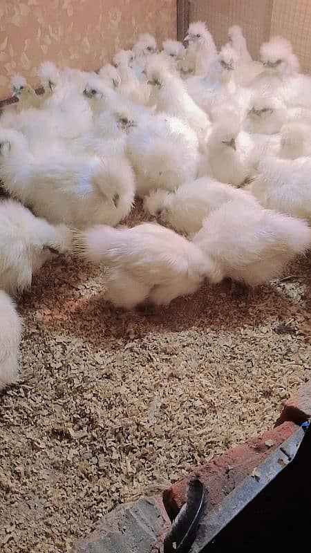 silki difrent age chicks for sale 2