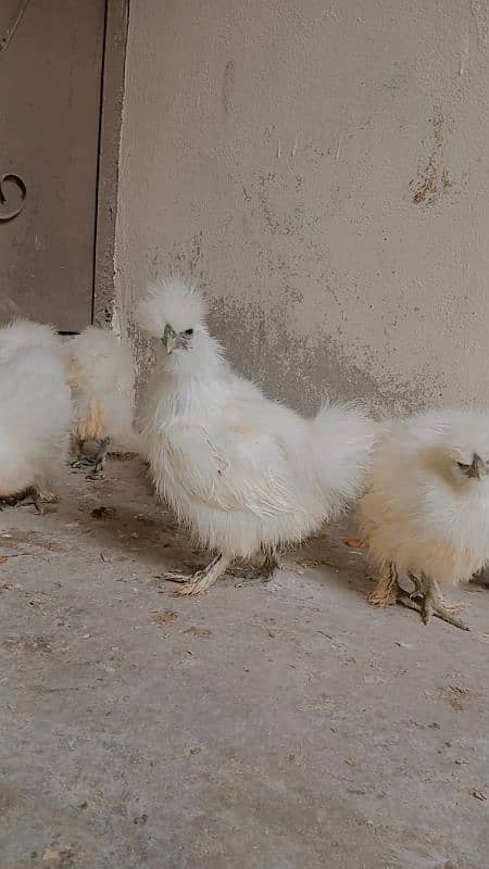 silki difrent age chicks for sale 3