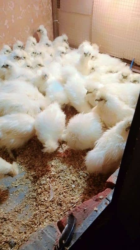 silki difrent age chicks for sale 4