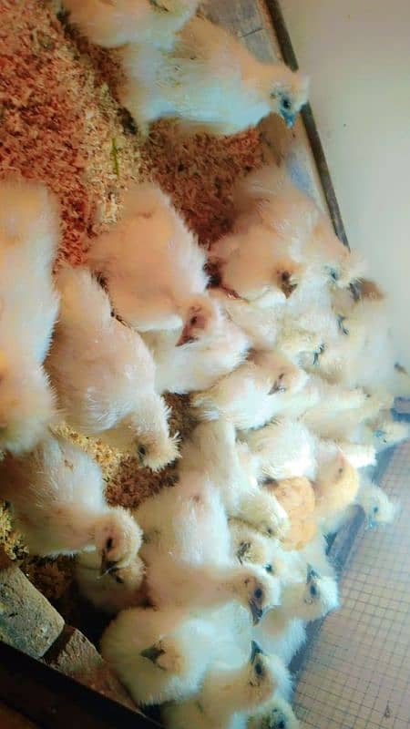 silki difrent age chicks for sale 5