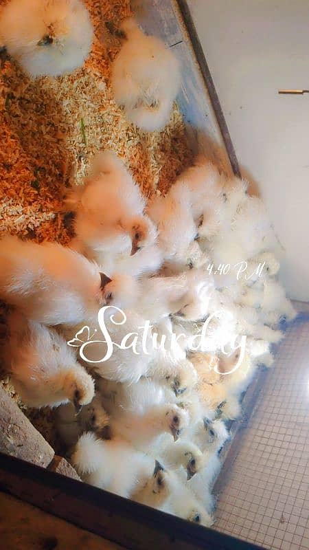 silki difrent age chicks for sale 6