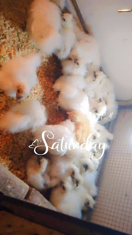 silki difrent age chicks for sale 7