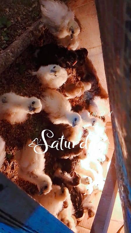 silki difrent age chicks for sale 9