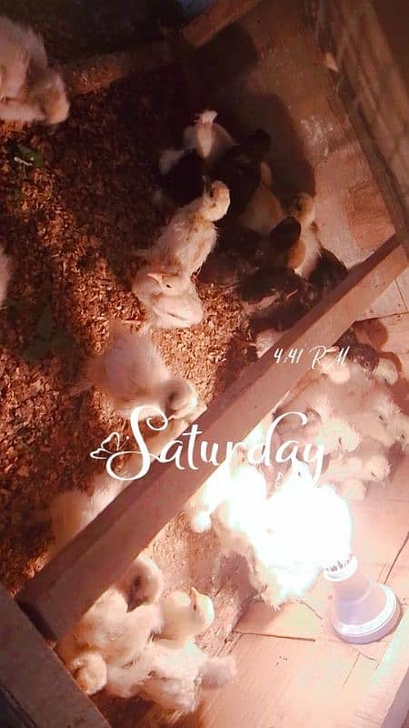 silki difrent age chicks for sale 10