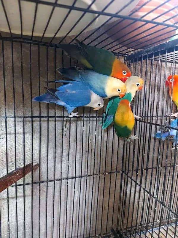 Mix Colour lovebirds Available 0