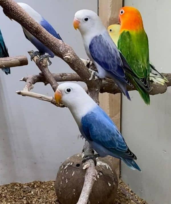 Mix Colour lovebirds Available 1