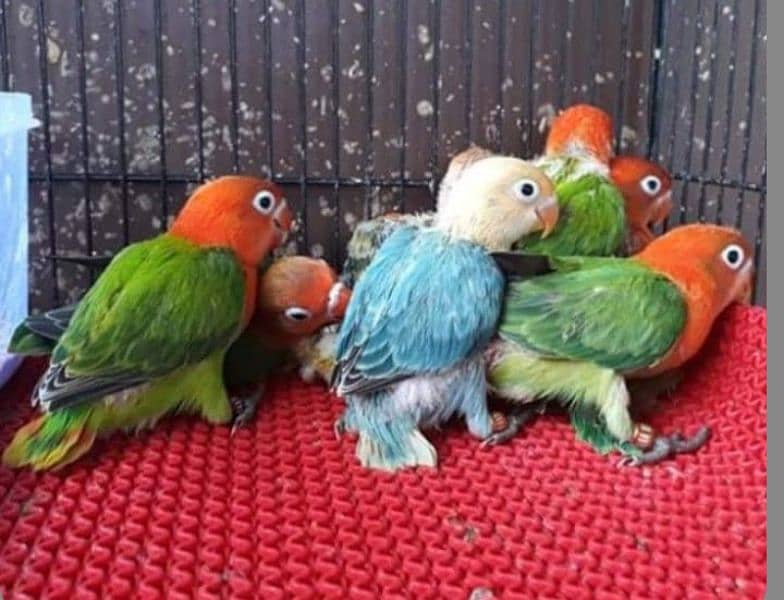 Mix Colour lovebirds Available 2