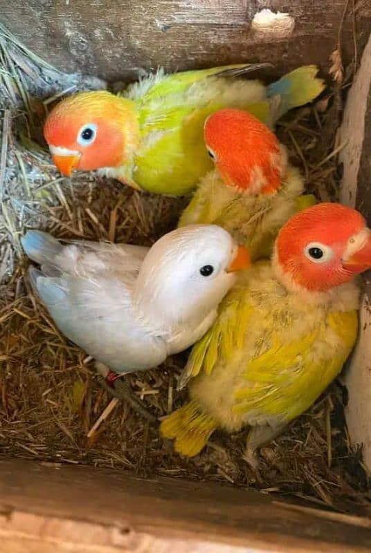 Mix Colour lovebirds Available 3