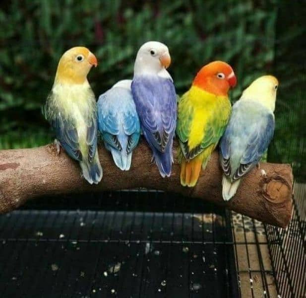 Mix Colour lovebirds Available 4