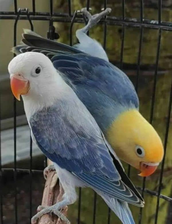 Mix Colour lovebirds Available 9