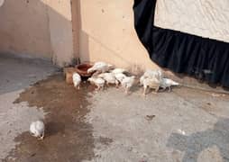 White Heera Murgha Murghi And Chicks