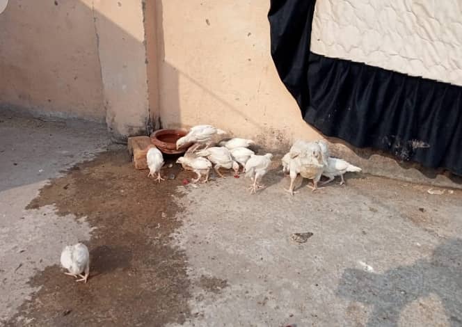 White Heera Murgha Murghi And Chicks 0