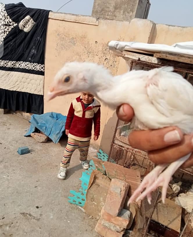 White Heera Murgha Murghi And Chicks 1