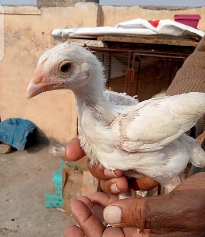 White Heera Murgha Murghi And Chicks 2