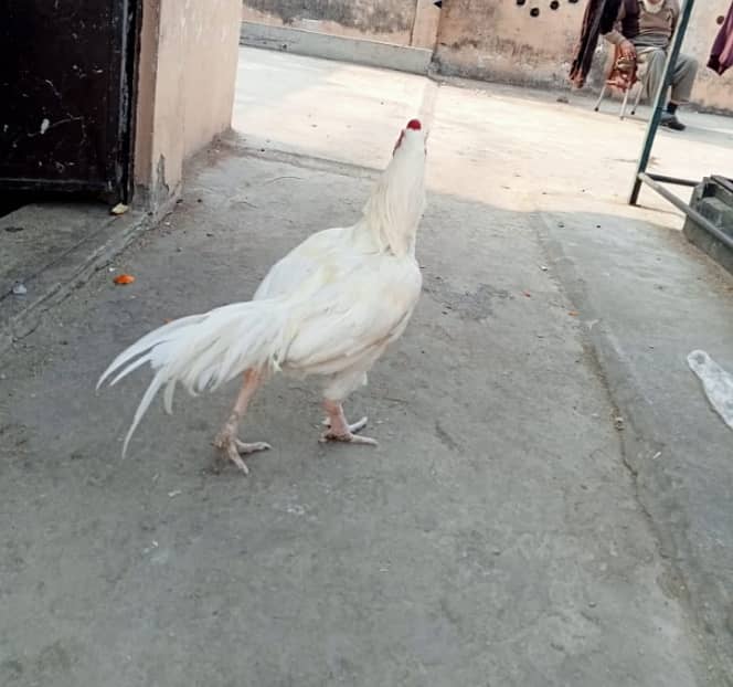 White Heera Murgha Murghi And Chicks 3