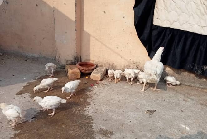 White Heera Murgha Murghi And Chicks 4