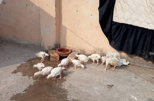 White Heera Murgha Murghi And Chicks 6