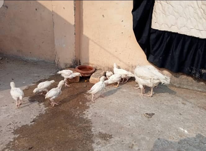 White Heera Murgha Murghi And Chicks 7