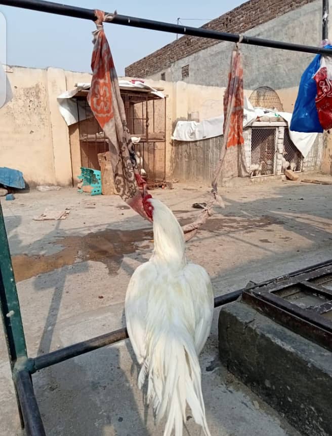 White Heera Murgha Murghi And Chicks 8