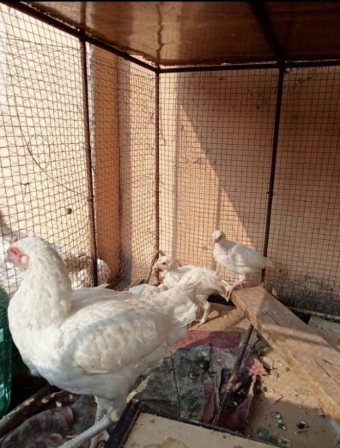 White Heera Murgha Murghi And Chicks 9