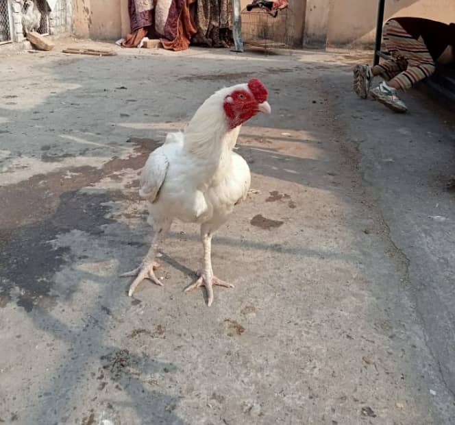 White Heera Murgha Murghi And Chicks 10