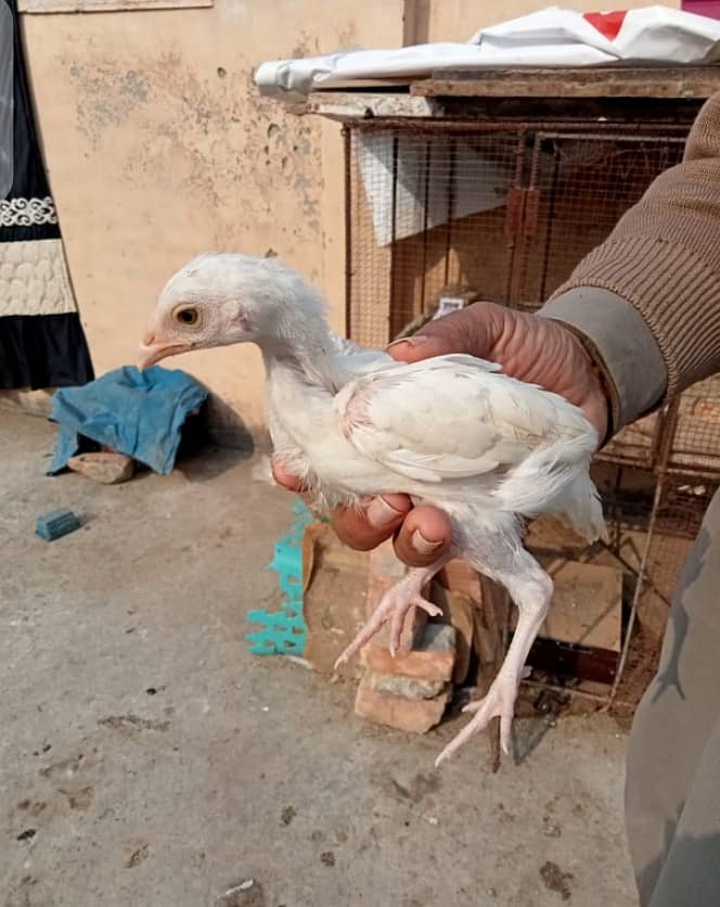 White Heera Murgha Murghi And Chicks 11