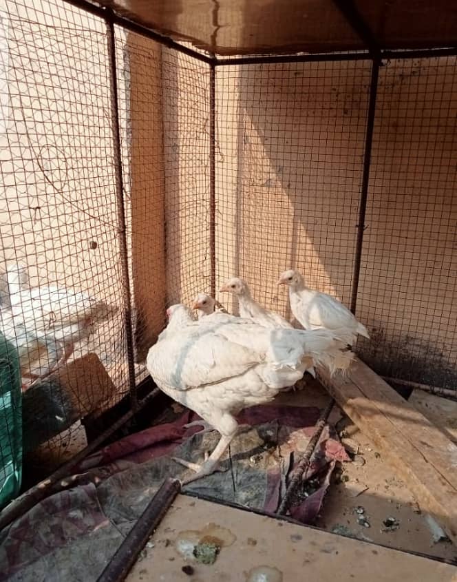 White Heera Murgha Murghi And Chicks 12