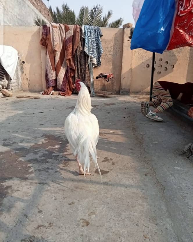 White Heera Murgha Murghi And Chicks 13