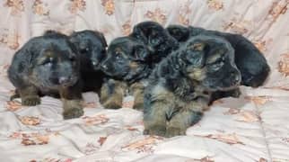 German shepherd pups