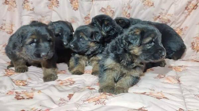 German shepherd pups 0