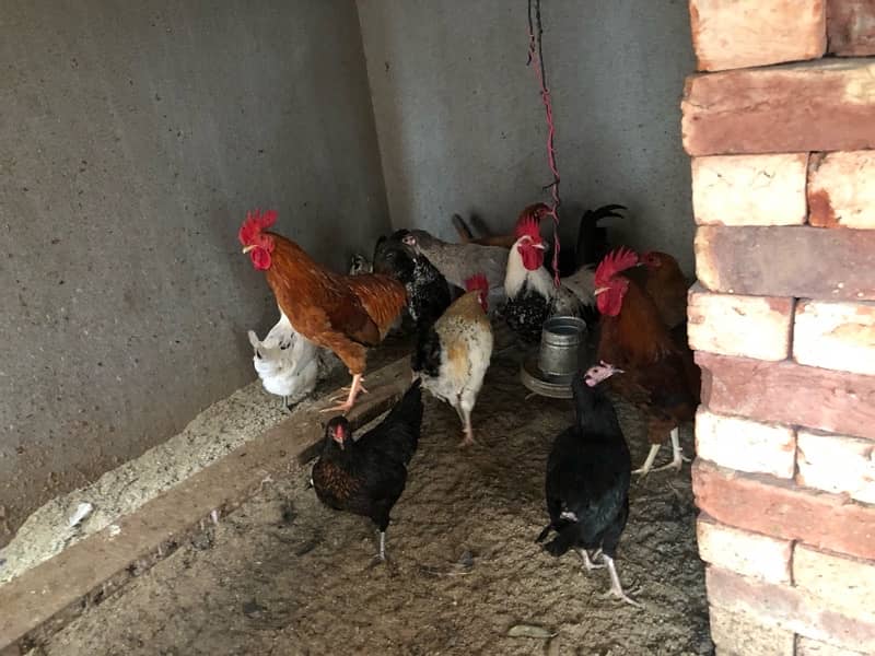 Egg Laying Hen for sale 0