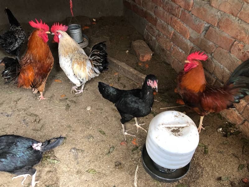 Egg Laying Hen for sale 2