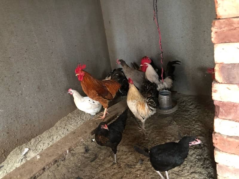 Egg Laying Hen for sale 3