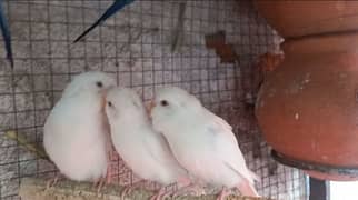 Australian Red eyes birds