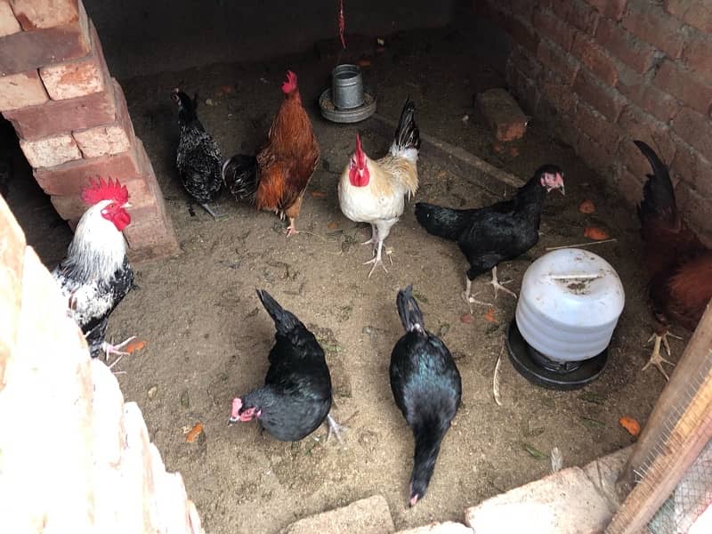 Egg Laying Hen for sale 4