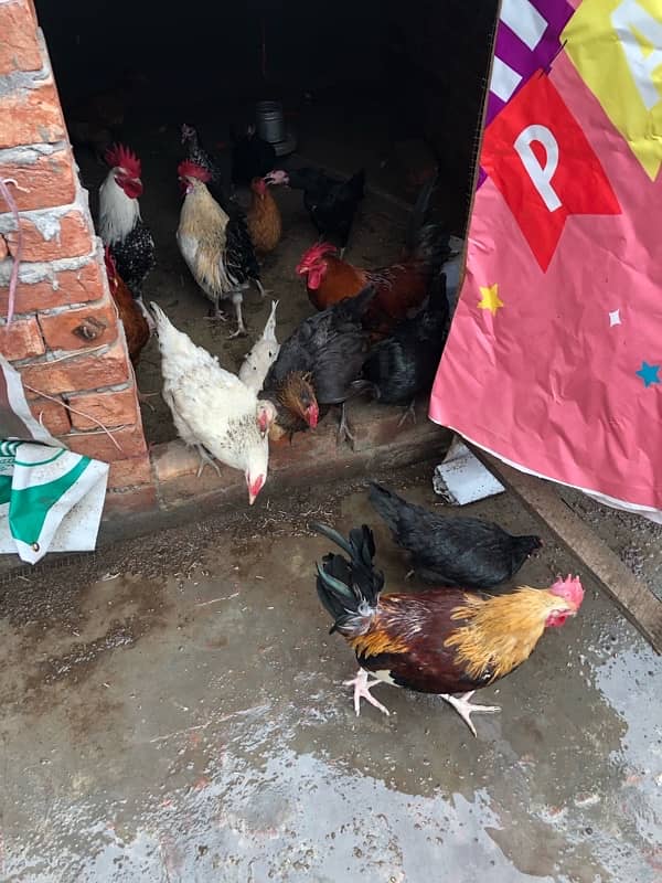 Egg Laying Hen for sale 5