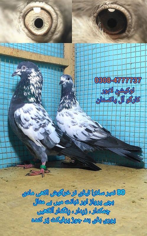 Outclass pegions kabutar Quality birds Black teddy Pigeons Kabootar 14