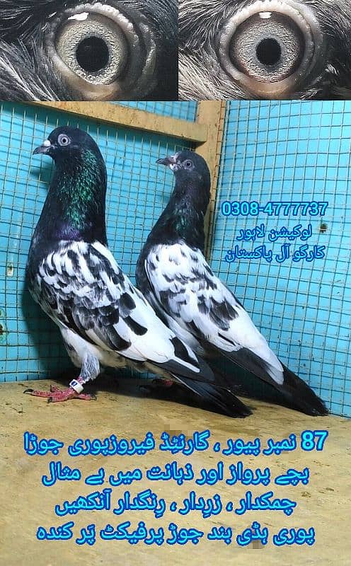 Outclass pegions kabutar Quality birds Black teddy Pigeons Kabootar 15