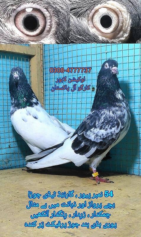 Outclass pegions kabutar Quality birds Black teddy Pigeons Kabootar 16