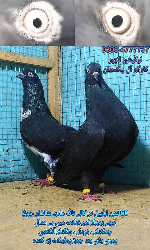 Outclass pegions kabutar Quality birds Black teddy Pigeons Kabootar 17