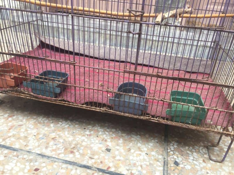 parrots 2 portion cage 2