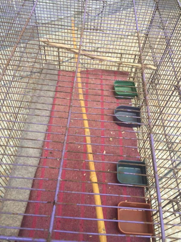 parrots 2 portion cage 4